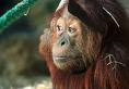 orangutan.jpg